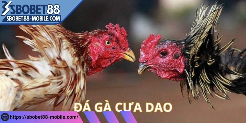 Đá gà cựa dao nhiều người tham gia